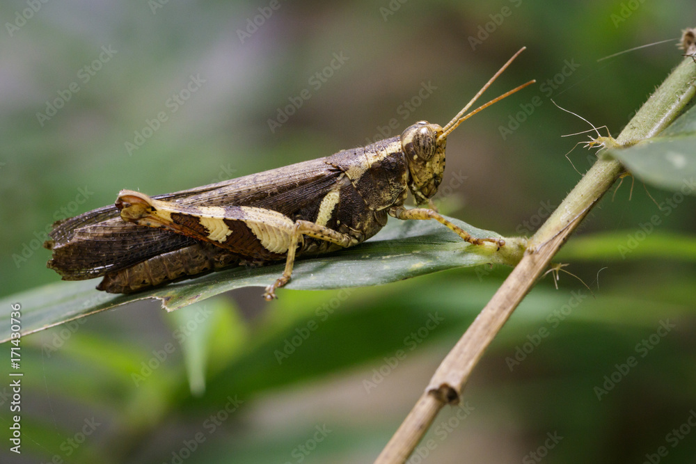 Image of Rufous-legged Grasshopper (Xenocatantops humilis) on green leaves. Insect Animal Image of Rufous-legged Grasshopper (Xenocatantops humilis) on green leaves. Insect Animal
