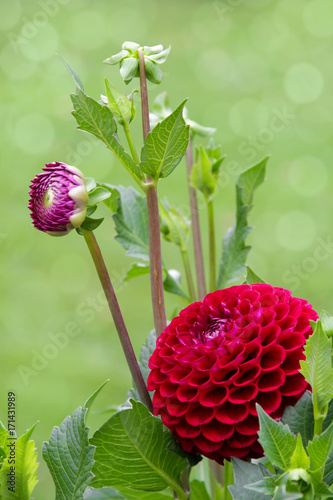 Fototapeta Naklejka Na Ścianę i Meble -  Balldahlie - Dahlia  - Hybride Sorte Ivanetti Blüte mit Knospen