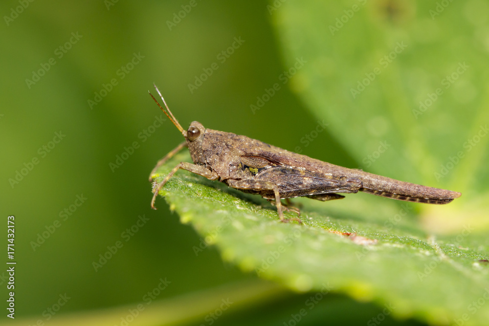 Image of brown grasshopper on green leaves. Insect Animal. Caelifera., Acrididae Image of brown grasshopper on green leaves. Insect Animal. Caelifera., Acrididae
