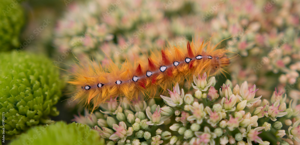 Obraz premium Caterpillar