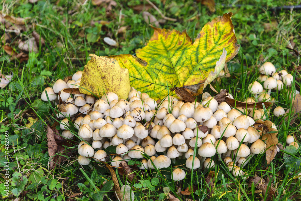 Many Small Mushrooms in the Grass