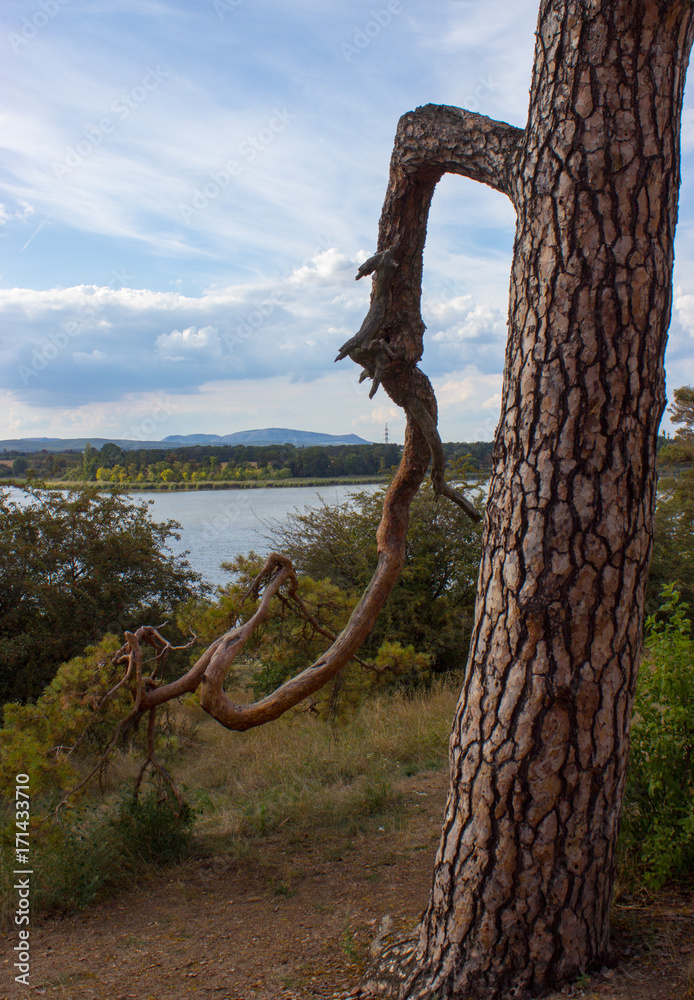 View of the lake and old tree (8)