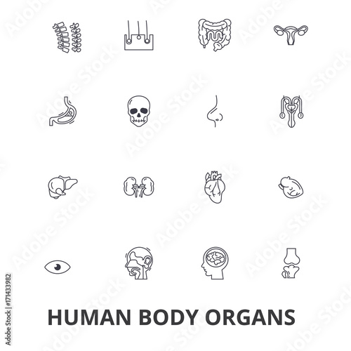 Human body organs, human body, medical, human anatomy, body system, body part line icons. Editable strokes. Flat design vector illustration symbol concept. Linear signs isolated on white background