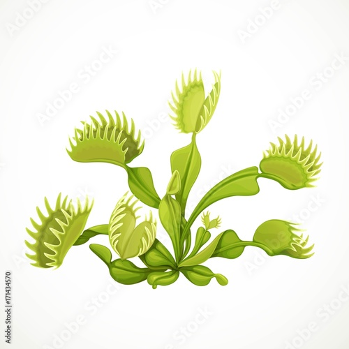 Dionaea muscipula realistic vector illustration isolated on white background