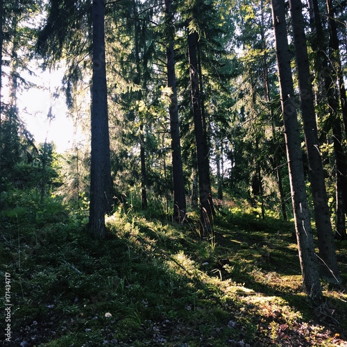 Beautiful light in Finland s forest