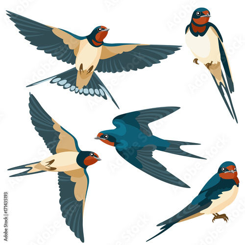 Swallows on white background / There are two sitting swallows and three flying swallows in cartoon style
