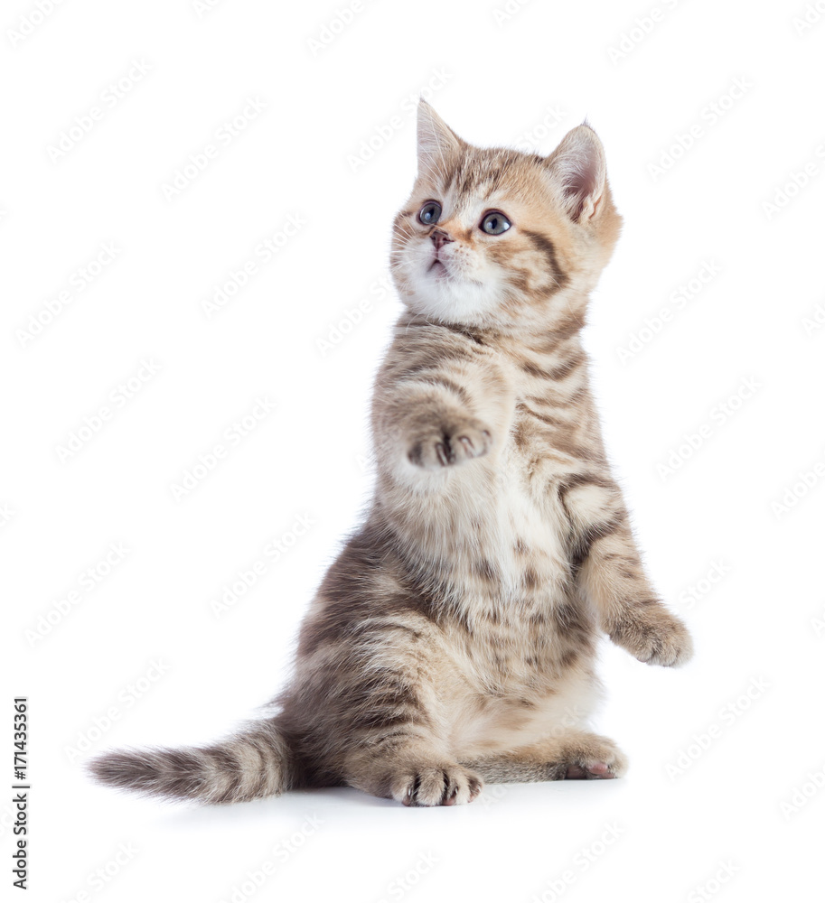 kitten cat sitting with raised paw looking up kitten cat sitting with raised paw looking up