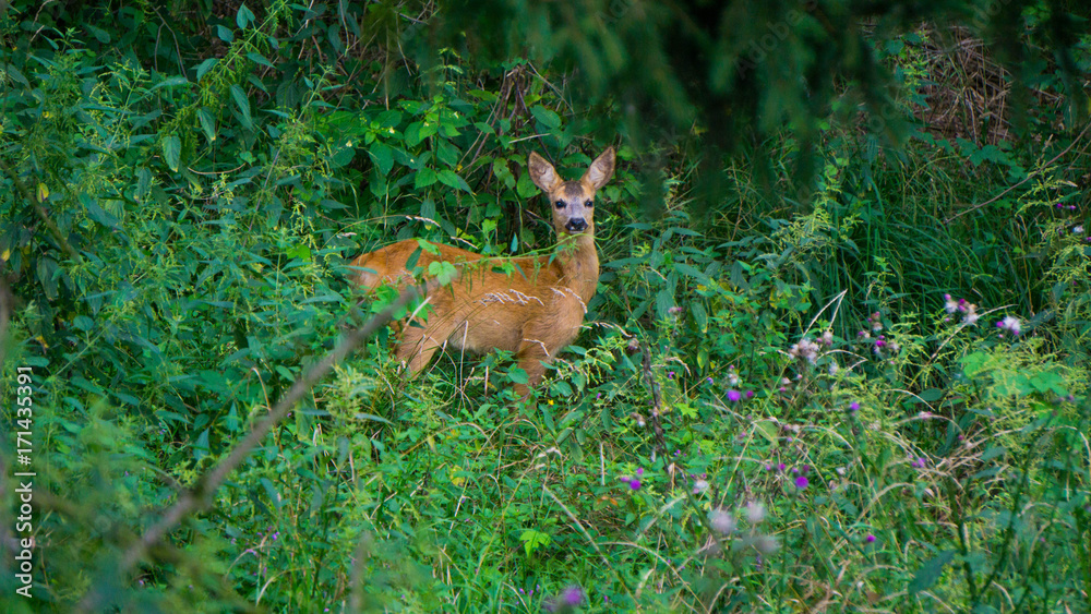sarna StockFoto Adobe Stock