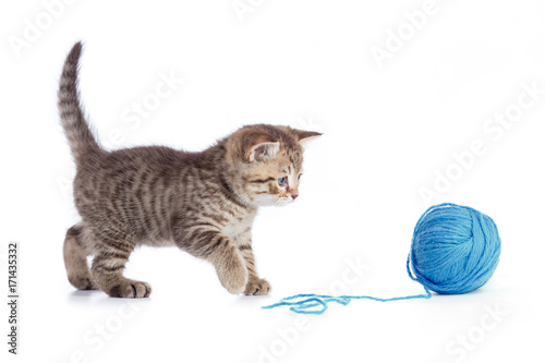 Young cat playing with blue clew isolated photo