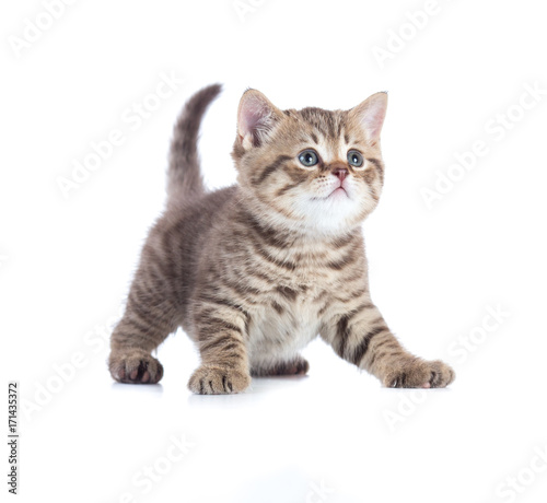 Young cat or kitten standing front view isolated © Andrey Kuzmin