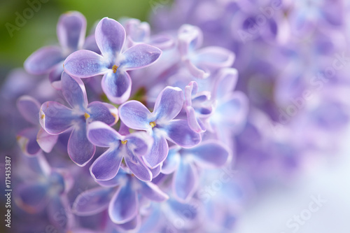 nice lilac