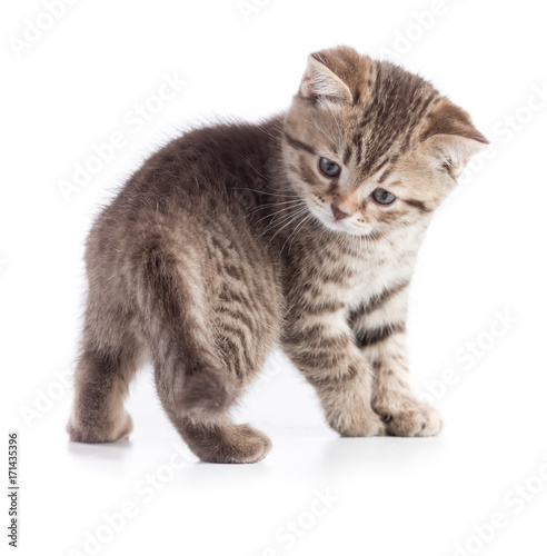 young cat playing with own tail isolated