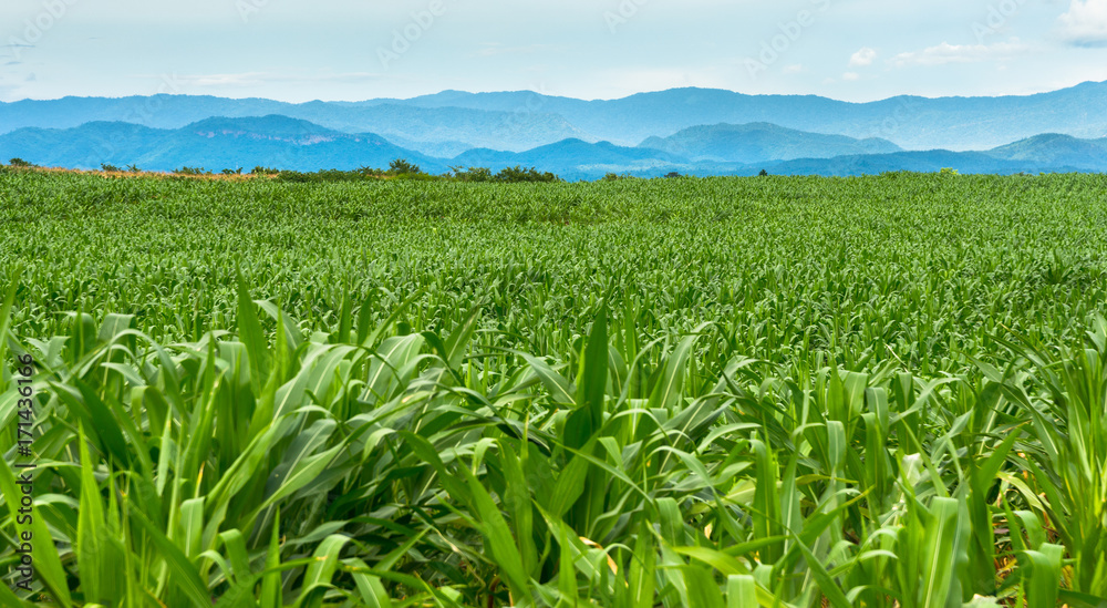Beautiful green corn field in organic agricultural farm and mountain range  background Stock Photo | Adobe Stock