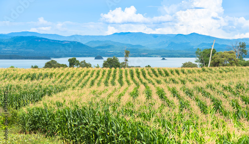 Beautiful green corn field in organic agricultural farm and mountain range background