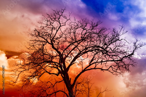 Silhouettes of branches a tree on colorful cloudy scary.background