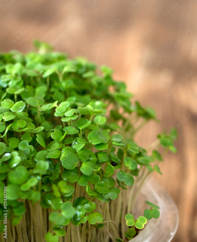 Germination green seeds of arugula in plastic pot. Organic food on the kitchen table. Micro greens. Germination green seeds of arugula in plastic pot. Organic food on the kitchen table. Micro greens.