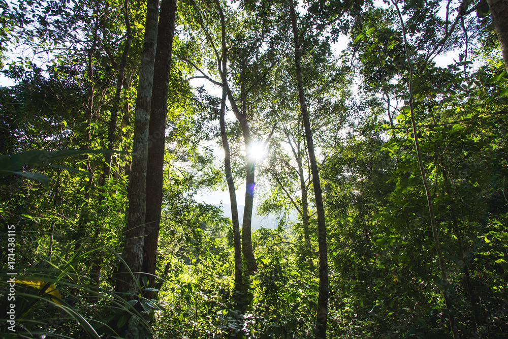 Fototapeta premium forest Trees in the jungle green nature