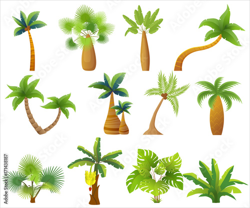 Tropic palm trees isolated. Exotic palm tree set vector illustration.