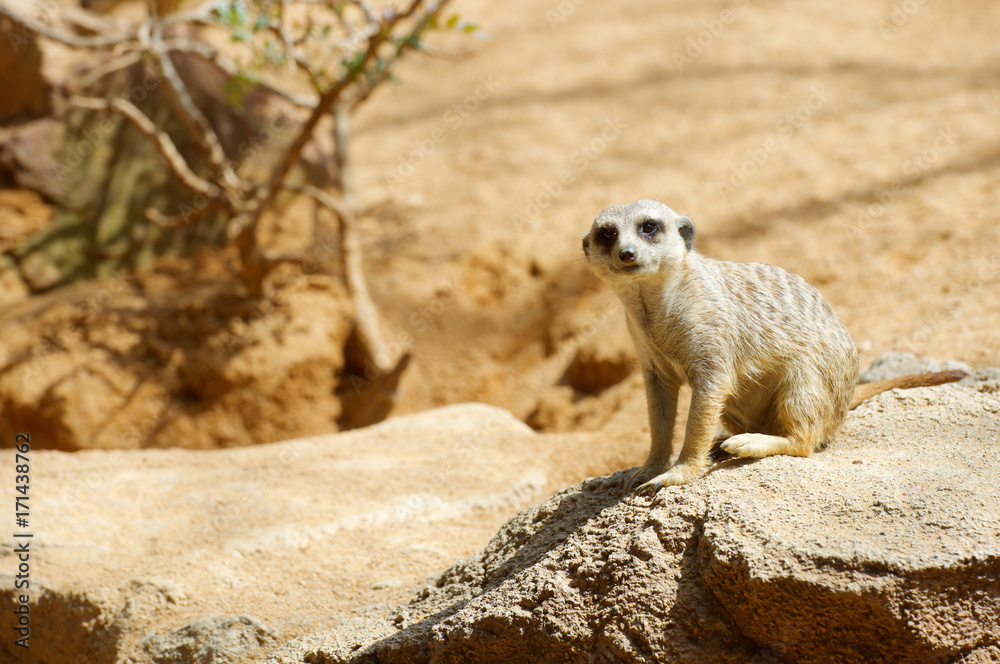 Fototapeta premium Meerkat in a zoo