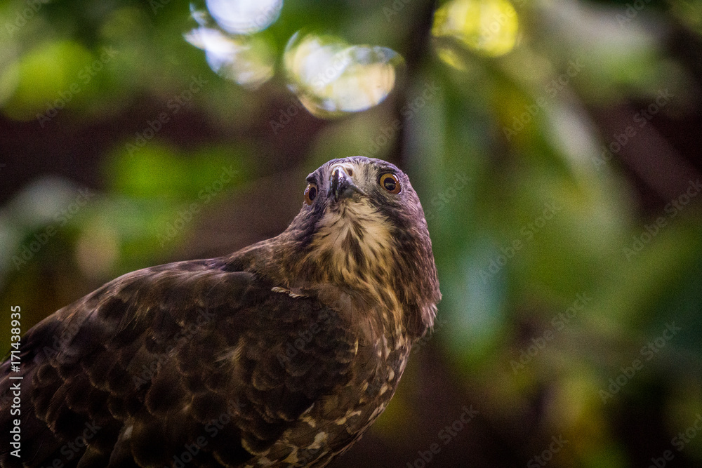 Pirtrait eines costerikanischen Bussards Pirtrait eines costerikanischen Bussards