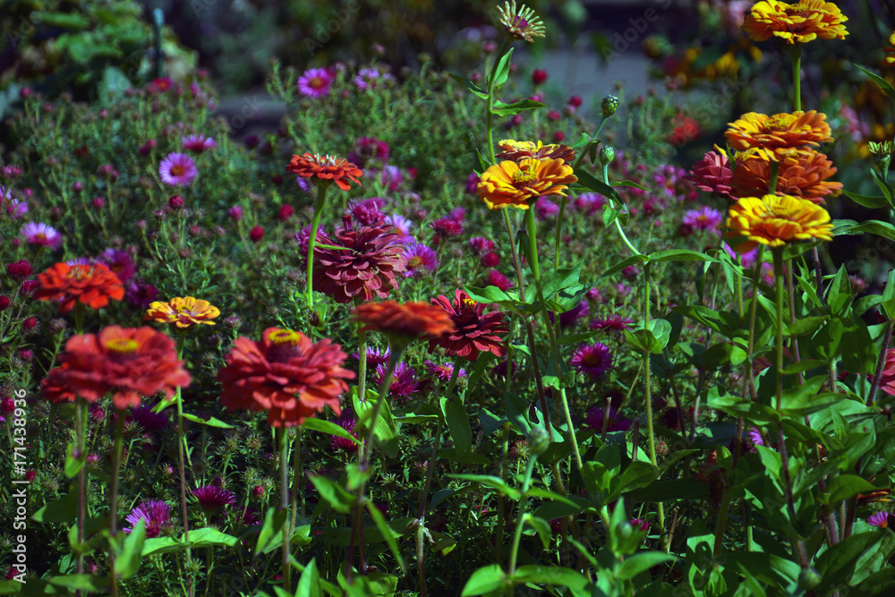 Dahlien