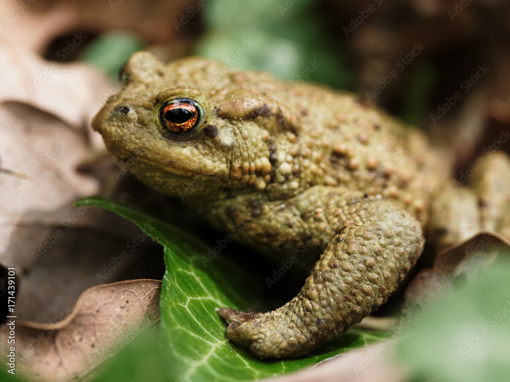 Erdkröte (Bufo bufo) in einem Eichenwald Erdkröte (Bufo bufo) in einem Eichenwald
