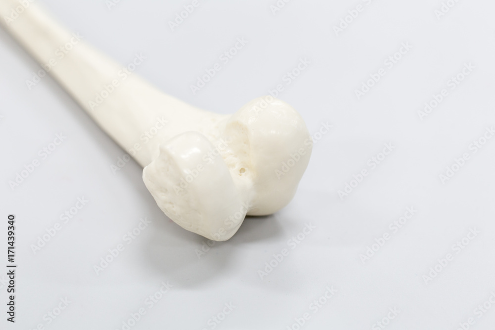 Model of Human leg for education. Model of Human leg for education.