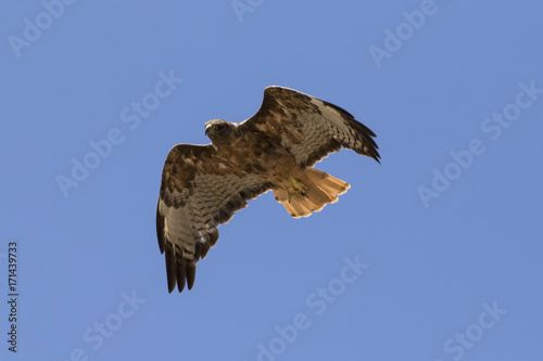 Hawk bird of prey flying above Los Angeles field
