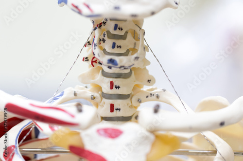 The vertebral column, also known as the backbone or spine, is part of the axial skeleton for classroom education.