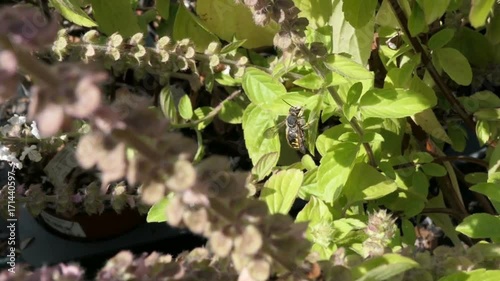 European wool carder bee on blooming basil herb photo