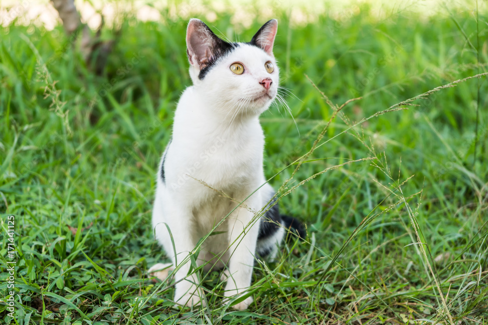 Black & white cat with yellow eyes is looking on nature background Black & white cat with yellow eyes is looking on nature background
