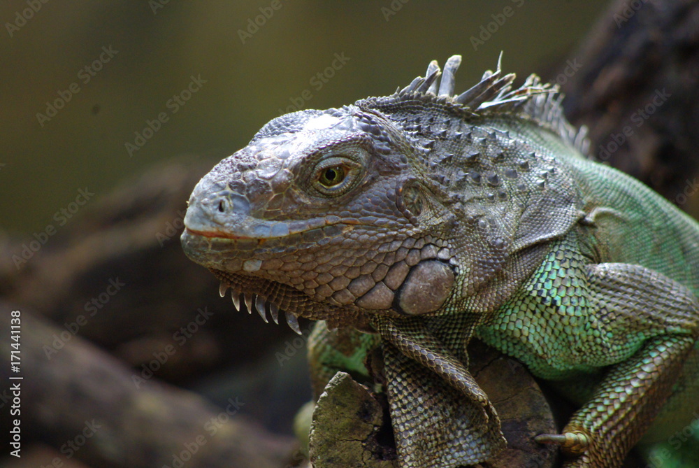 Fototapeta premium Close-up of iguana