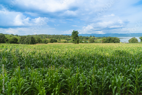 Beautiful green corn field in organic agricultural farm and mountain range background