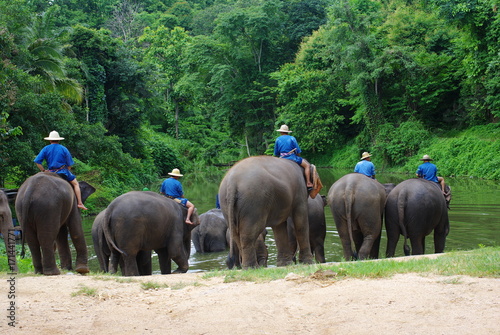 Elephants Bathing in the Elephant Nature Park, Chiang Mai Province, northern Thailand
