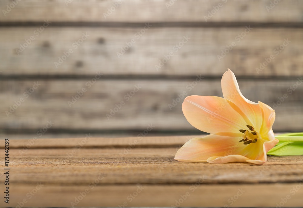 Spring flower. Spring flower.