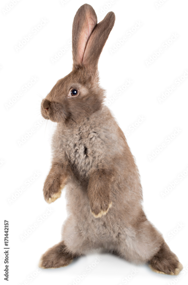 Obraz premium rabbit standing on hind legs