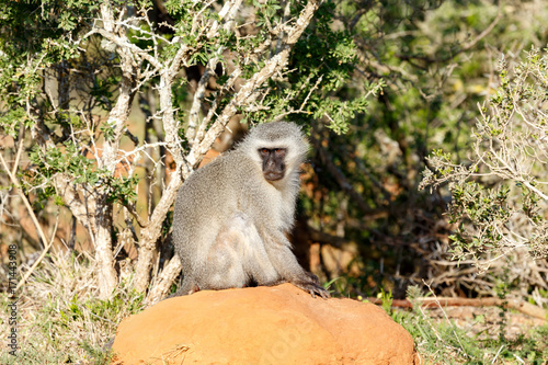 Monkey sitting on a rock with his hands crossed
