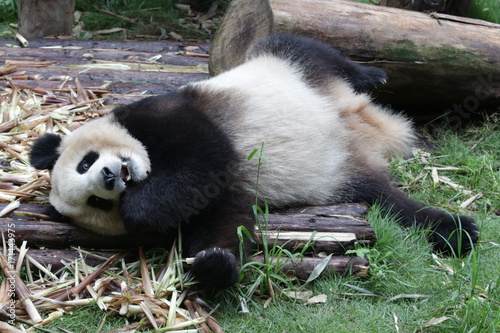 Fototapeta Naklejka Na Ścianę i Meble -  Giant Panda is eating Bamboo Shoot, Chengdu, China