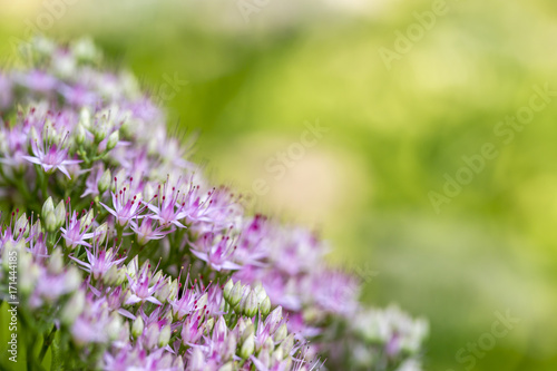 Close-up of beautiful small purple flowers in nature.  Sedum spectabile. 