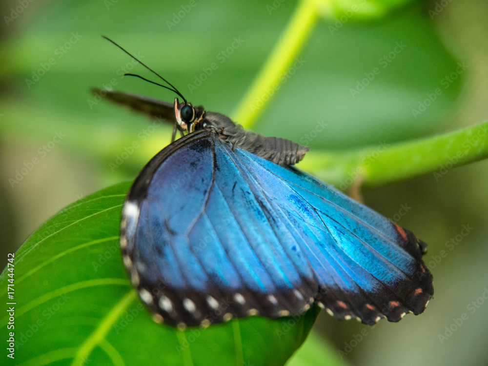 Obraz premium Morpho peleides