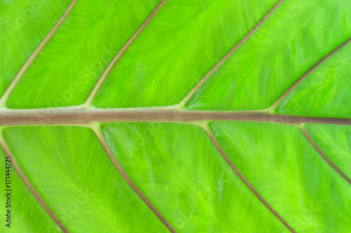 Green Leaf Texture background