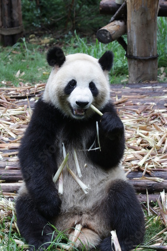 Fototapeta Naklejka Na Ścianę i Meble -  Playful Giant Panda