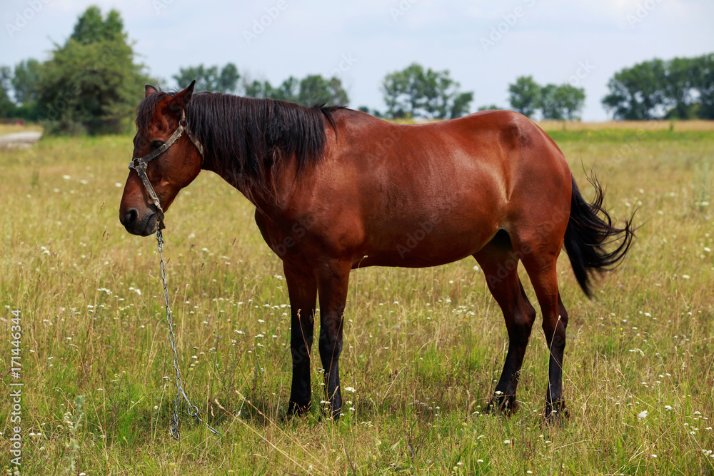 the brown horse