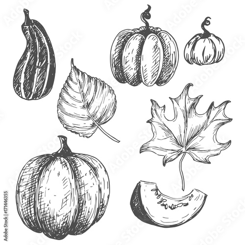Botanical pumpkins and leaves hand drawn monochrome etching set isolated on white background. Vintage seasonal fall vector illustration.