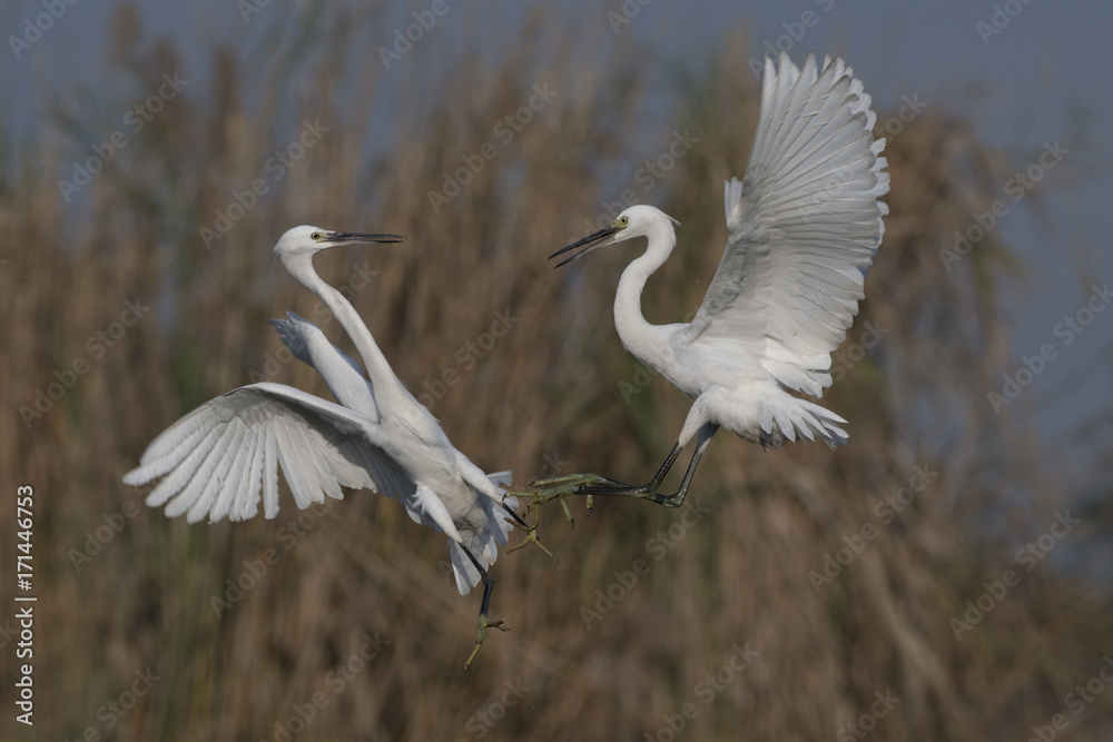 Little Egret fight