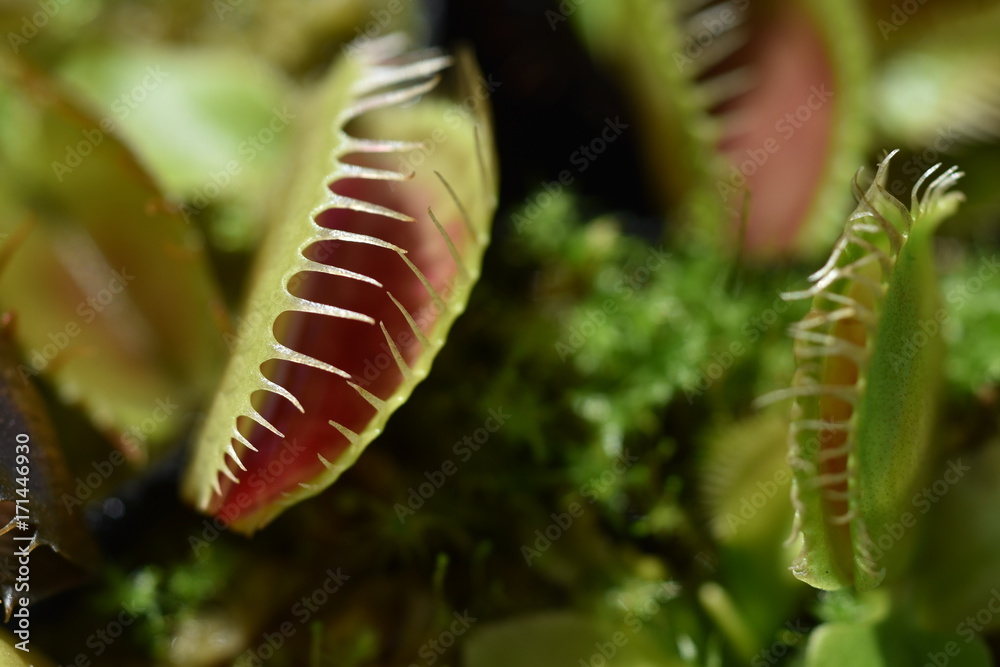 食虫植物 食虫植物