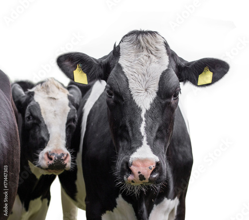cows on a white background