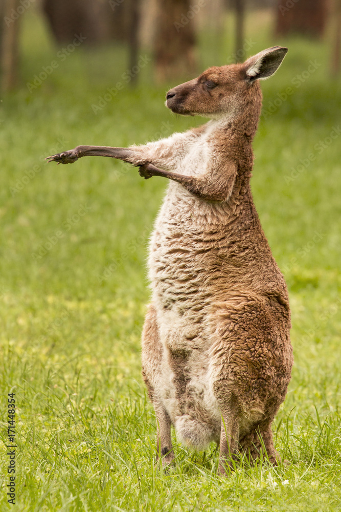 Fototapeta premium Kangaroo, Australia
