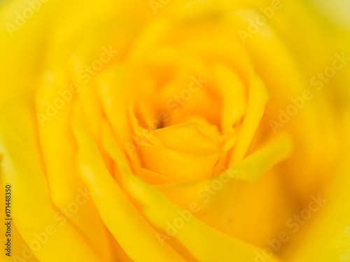 Closeup of yellow blooming rose petals pattern.