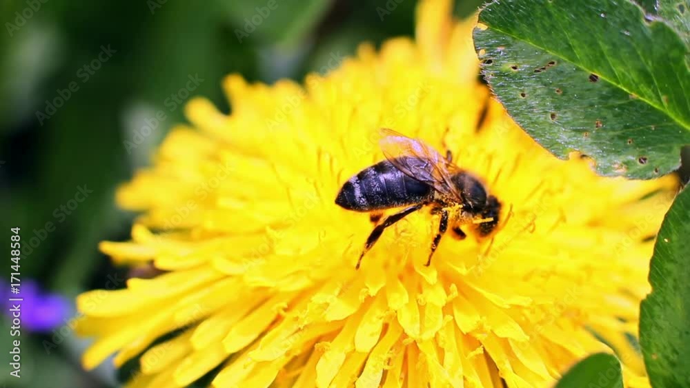 Bee Collects Nectar In The Dandelions Bee Collects Nectar In The Dandelions